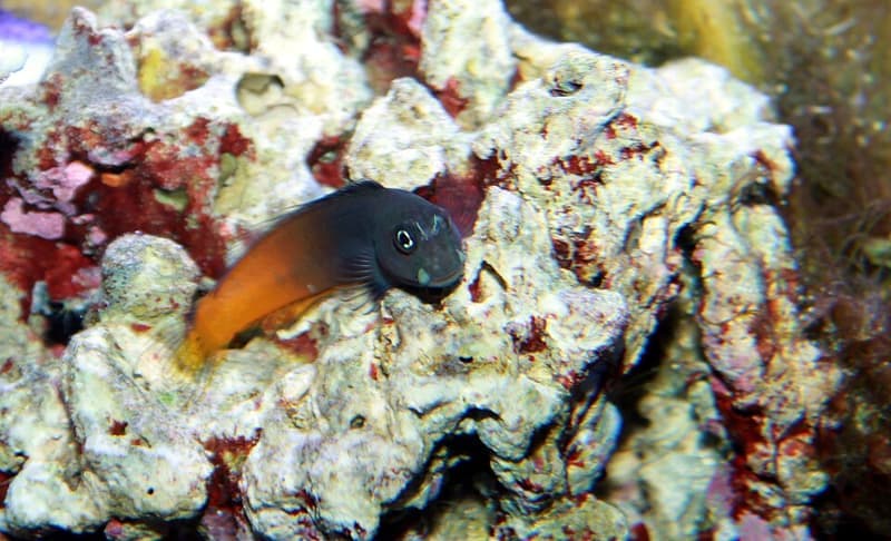 Bicolor Blenny (Ecsenius bicolor) — photo 2 of 5