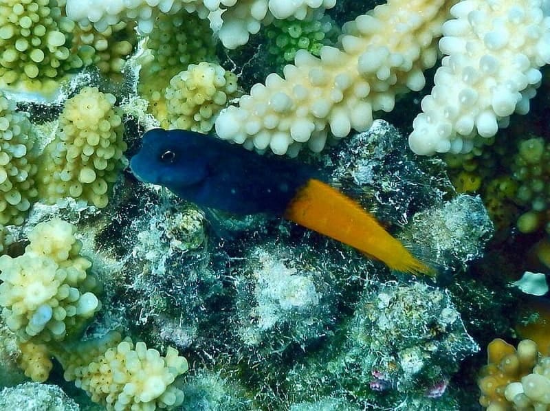 Bicolor Blenny (Ecsenius bicolor) — photo 3 of 5
