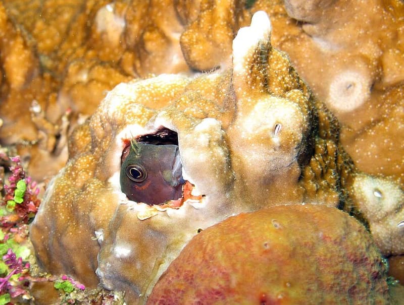 Bicolor Blenny (Ecsenius bicolor) — photo 4 of 5
