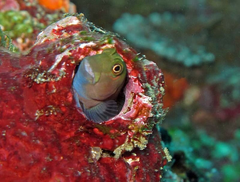 Bicolor Blenny (Ecsenius bicolor) — photo 5 of 5