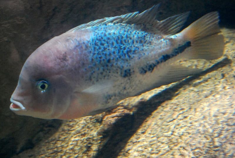 Black Belt Cichlid (Vieja melanura) — photo 1 of 5