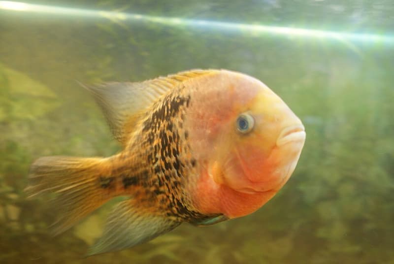 Black Belt Cichlid (Vieja melanura) — photo 2 of 5