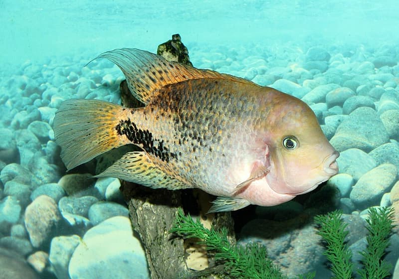 Black Belt Cichlid (Vieja melanura) — photo 4 of 5