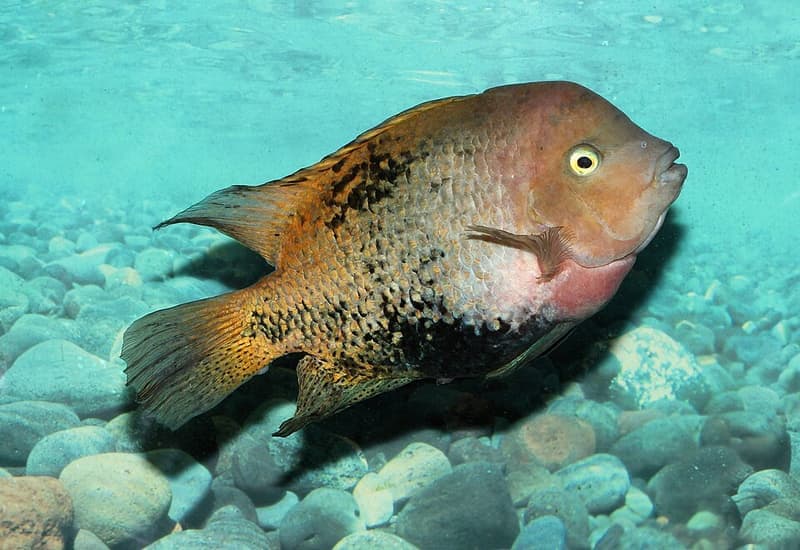 Black Belt Cichlid (Vieja melanura) — photo 5 of 5