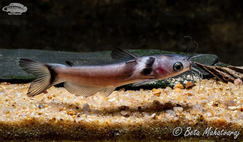 Black Collared Catfish (Horabagrus nigricollaris) — photo 1 of 1