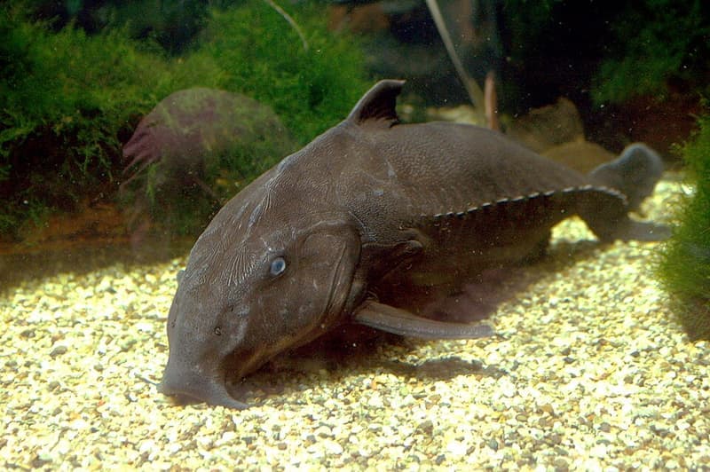 Black Doras Catfish (Oxydoras niger) — photo 1 of 5