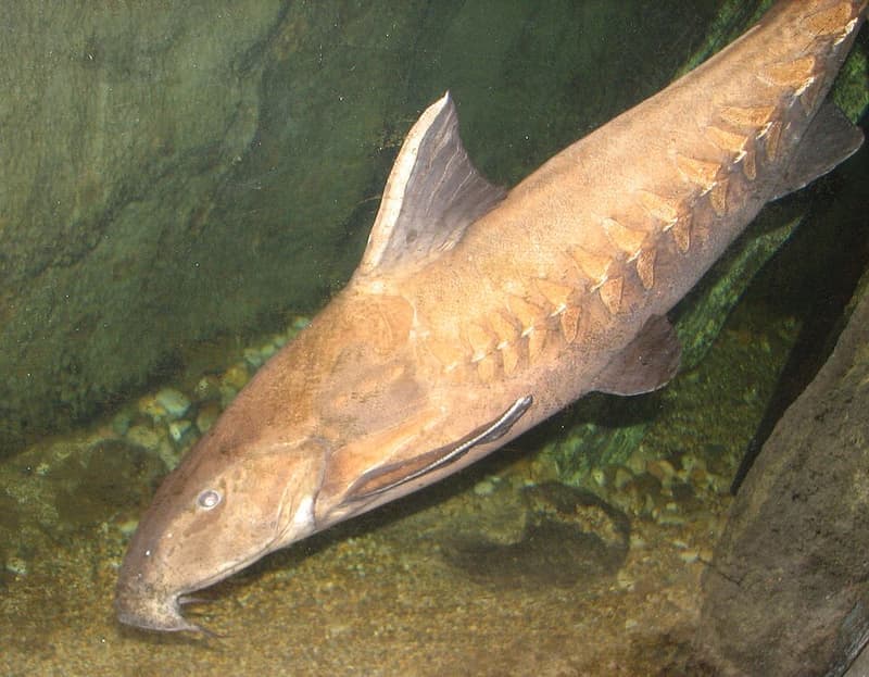 Black Doras Catfish (Oxydoras niger) — photo 2 of 5
