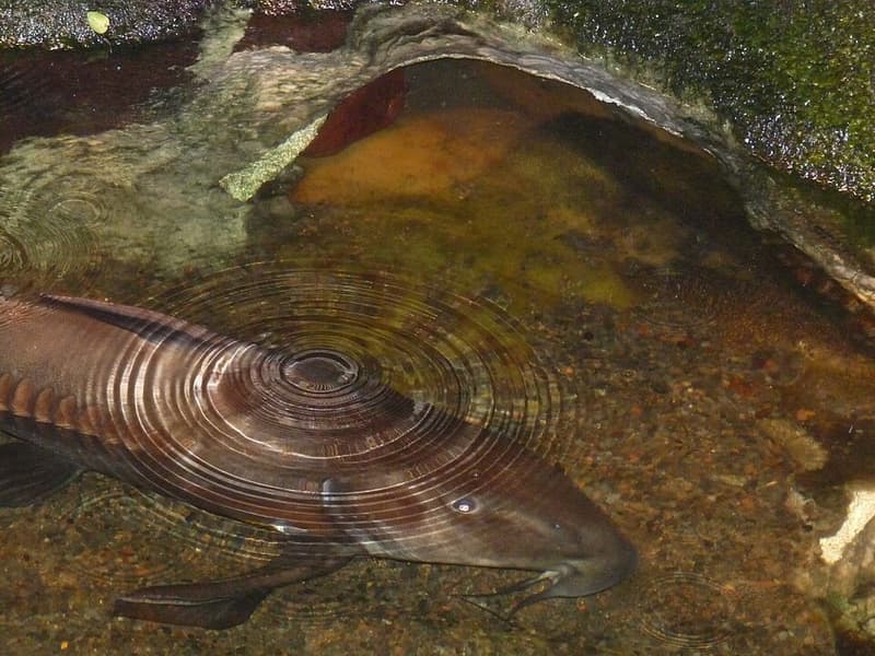 Black Doras Catfish (Oxydoras niger) — photo 3 of 5