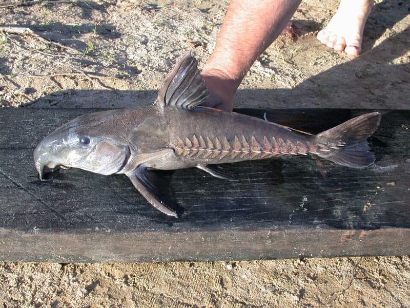 Black Doras Catfish (Oxydoras niger) — photo 4 of 5
