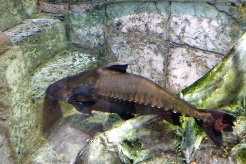 Black Doras Catfish (Oxydoras niger) — photo 5 of 5