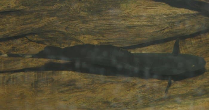 Black Ghost Knifefish (Apteronotus albifrons) — photo 1 of 5