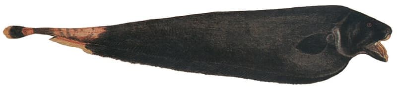 Black Ghost Knifefish (Apteronotus albifrons) — photo 2 of 5