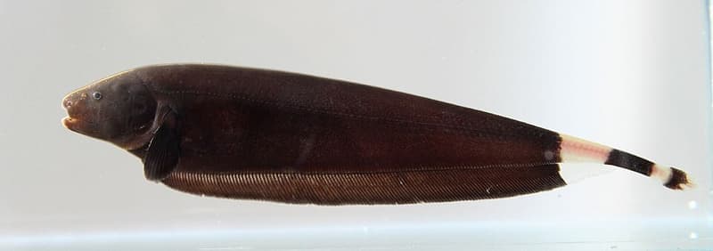 Black Ghost Knifefish (Apteronotus albifrons) — photo 3 of 5