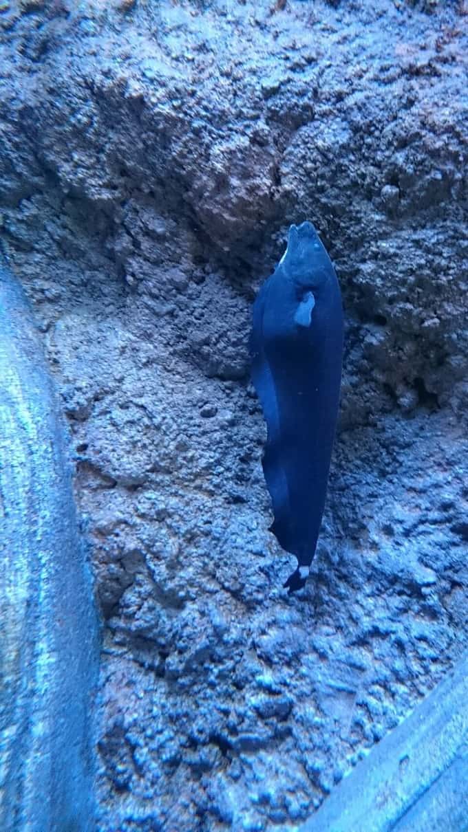 Black Ghost Knifefish (Apteronotus albifrons) — photo 4 of 5