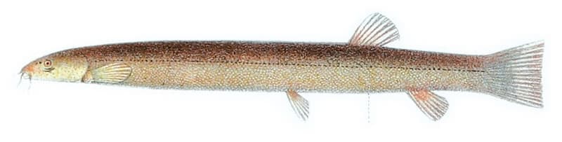 Black Kuhli Loach (Pangio oblonga) — photo 1 of 2