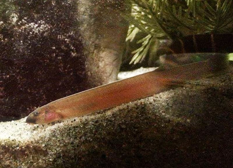 Black Kuhli Loach (Pangio oblonga) — photo 2 of 2