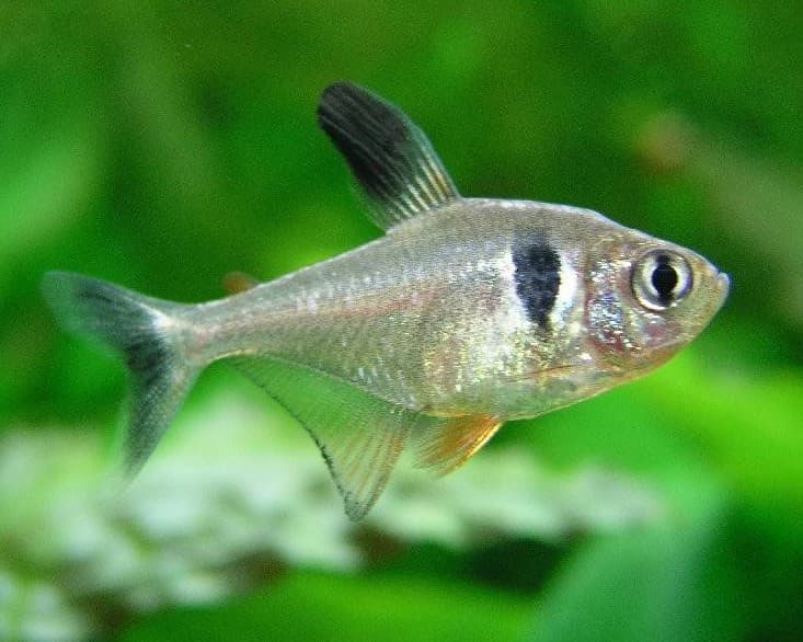 Black Phantom Tetra (Hyphessobrycon megalopterus) — photo 1 of 5