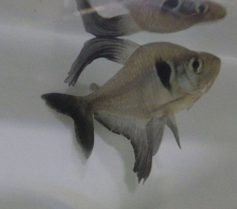 Black Phantom Tetra (Hyphessobrycon megalopterus) — photo 2 of 5