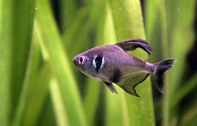 Black Phantom Tetra (Hyphessobrycon megalopterus) — photo 3 of 5
