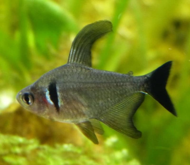 Black Phantom Tetra (Hyphessobrycon megalopterus) — photo 4 of 5