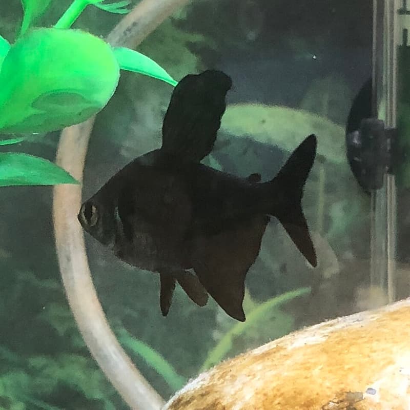 Black Phantom Tetra (Hyphessobrycon megalopterus) — photo 5 of 5