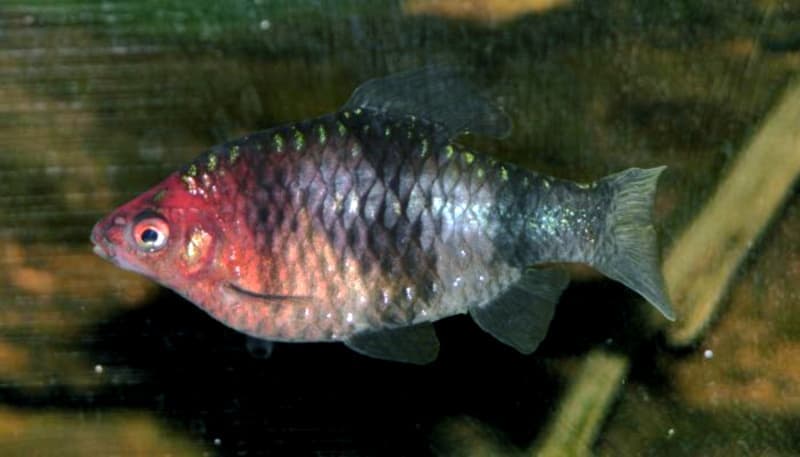 Black Ruby Barb (Pethia nigrofasciata) — photo 1 of 4