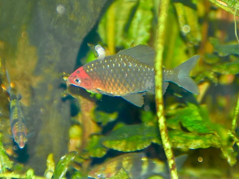 Black Ruby Barb (Pethia nigrofasciata) — photo 3 of 4
