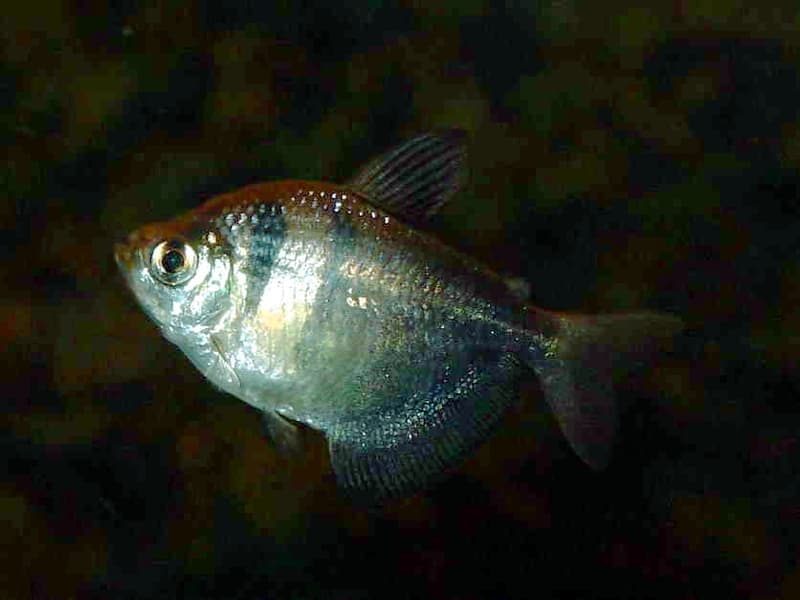 Black Skirt Tetra (Gymnocorymbus ternetzi) — photo 1 of 5