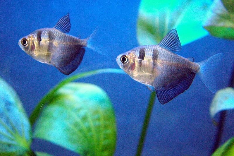 Black Skirt Tetra (Gymnocorymbus ternetzi) — photo 2 of 5