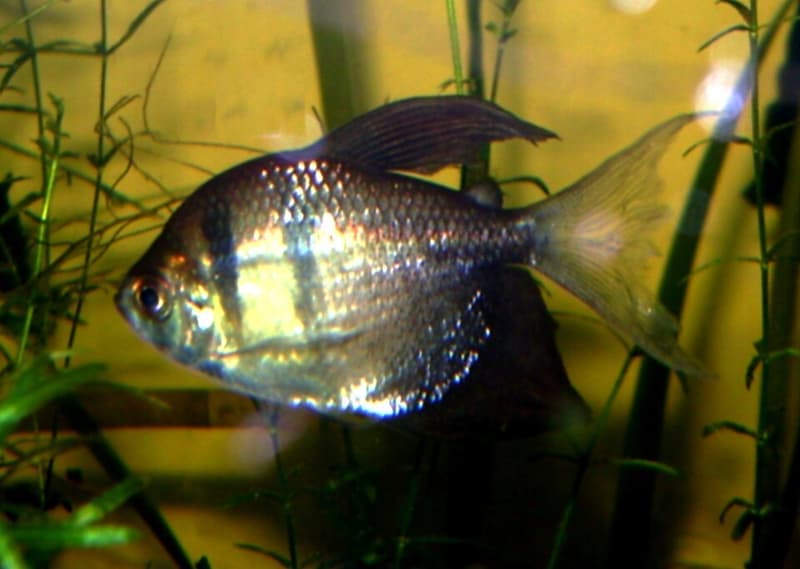 Black Skirt Tetra (Gymnocorymbus ternetzi) — photo 3 of 5