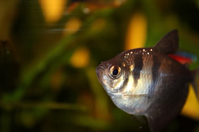 Black Skirt Tetra (Gymnocorymbus ternetzi) — photo 4 of 5