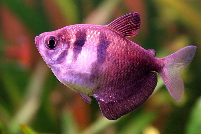 Black Skirt Tetra (Gymnocorymbus ternetzi) — photo 5 of 5