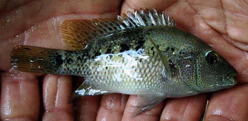 Blackcheek Cichlid (Herichthys labridens) — photo 1 of 1