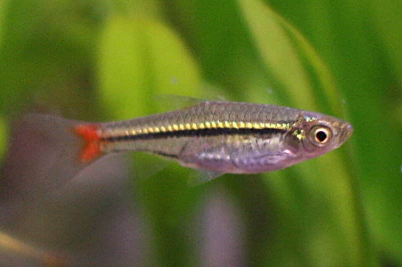 Blackline Rasbora (Rasbora borapetensis) — photo 1 of 3