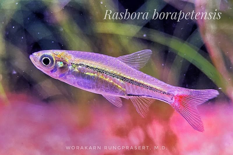 Blackline Rasbora (Rasbora borapetensis) — photo 2 of 3
