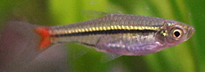 Blackline Rasbora (Rasbora borapetensis) — photo 3 of 3