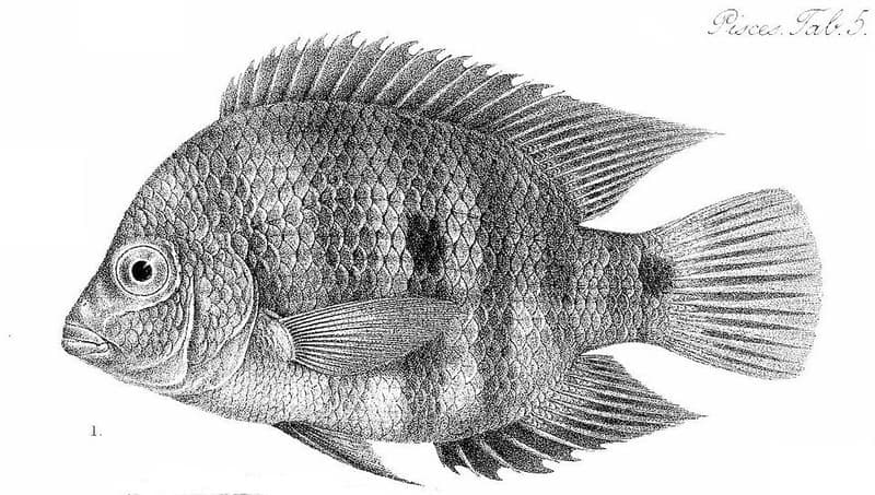Blackthroat Cichlid (Astatheros macracanthus) — photo 1 of 1