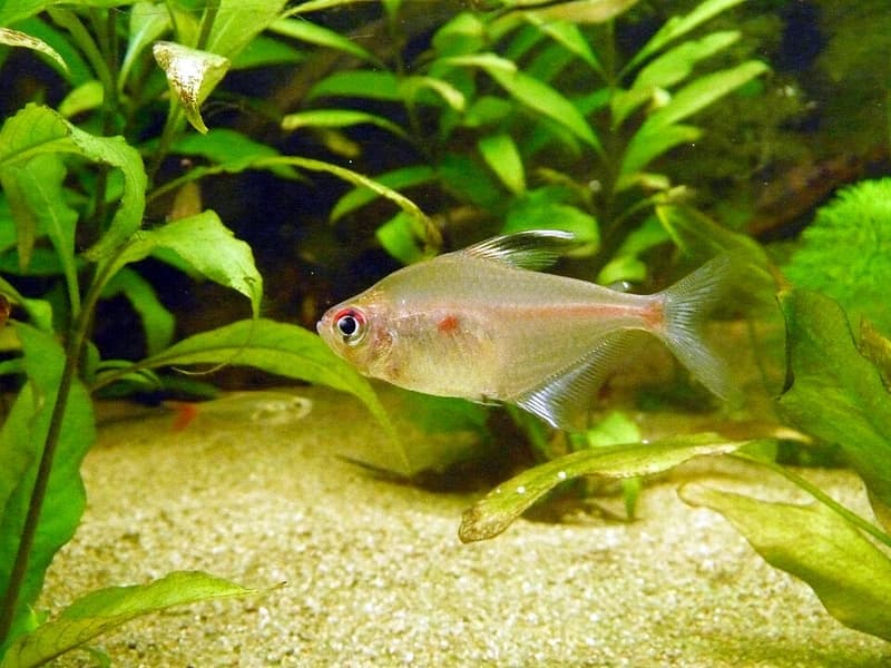 Bleeding Heart Tetra (Hyphessobrycon erythrostigma) — photo 1 of 4