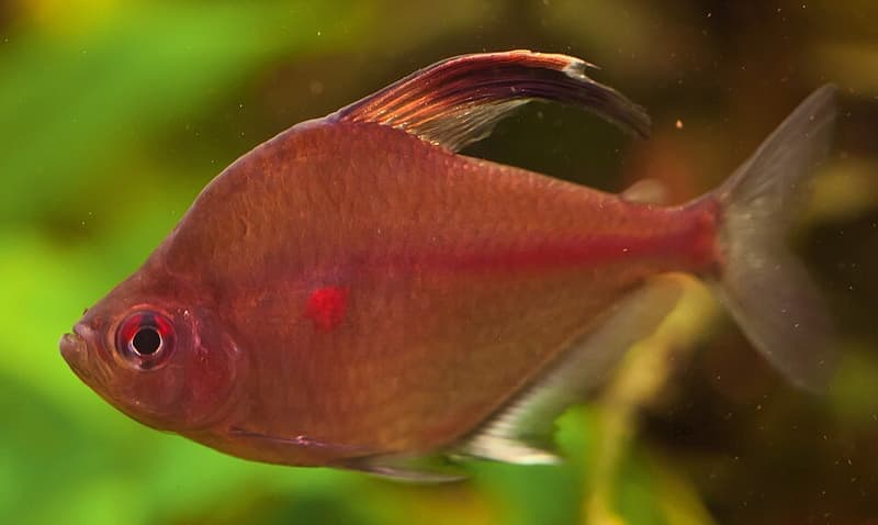 Bleeding Heart Tetra (Hyphessobrycon erythrostigma) — photo 2 of 4
