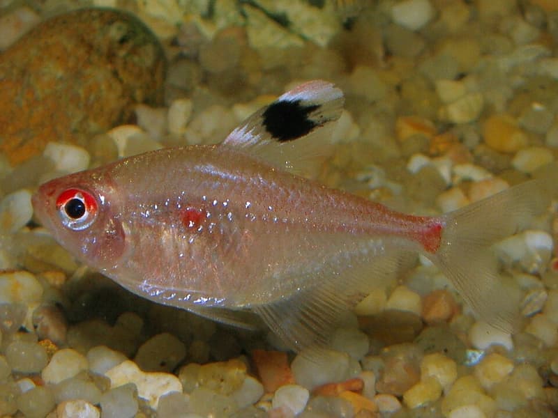 Bleeding Heart Tetra (Hyphessobrycon erythrostigma) — photo 3 of 4