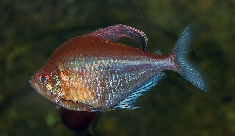 Bleeding Heart Tetra (Hyphessobrycon erythrostigma) — photo 4 of 4