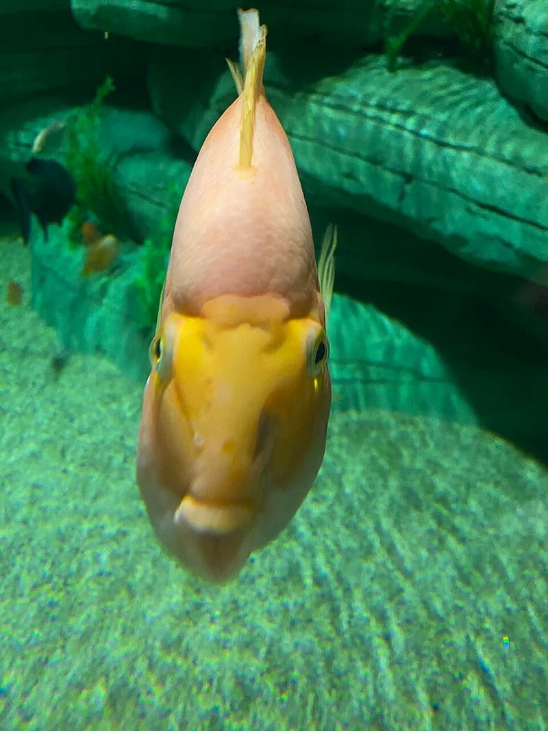 Blood Parrot Cichlid (Amphilophus hybrid) — photo 1 of 2