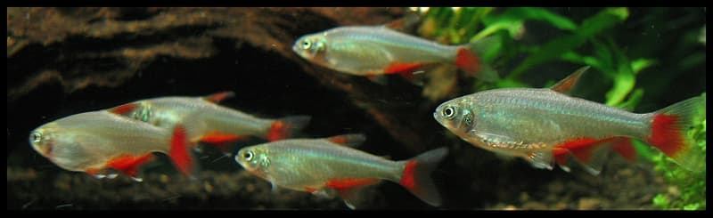 Bloodfin Tetra (Aphyocharax anisitsi) — photo 1 of 3