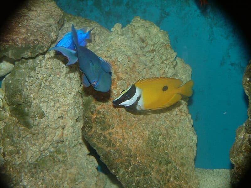Blue Damselfish (Chrysiptera cyanea) — photo 1 of 5
