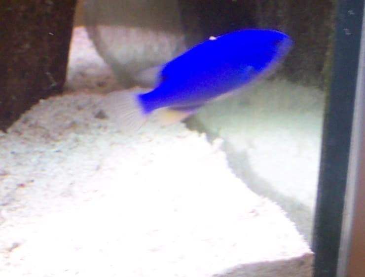 Blue Damselfish (Chrysiptera cyanea) — photo 2 of 5