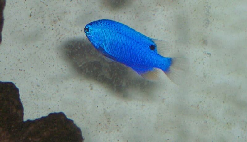 Blue Damselfish (Chrysiptera cyanea) — photo 3 of 5