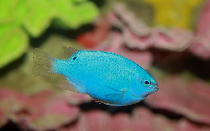 Blue Damselfish (Chrysiptera cyanea) — photo 4 of 5