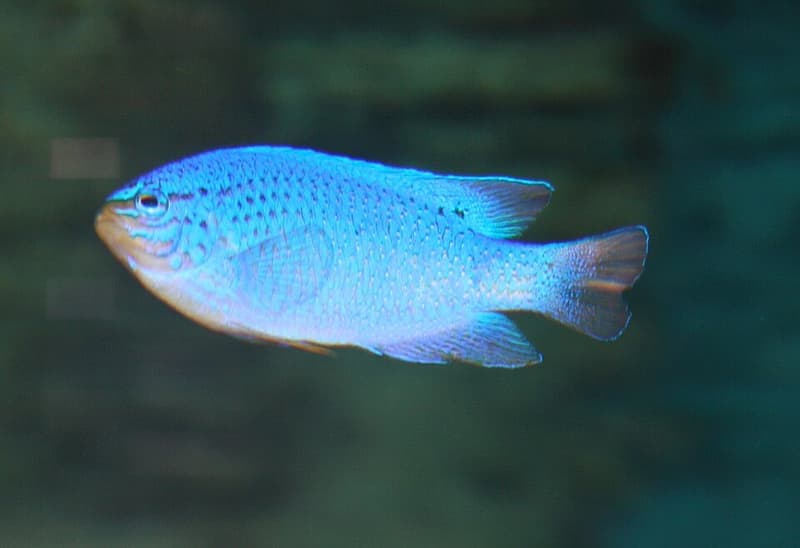 Blue Damselfish (Chrysiptera cyanea) — photo 5 of 5