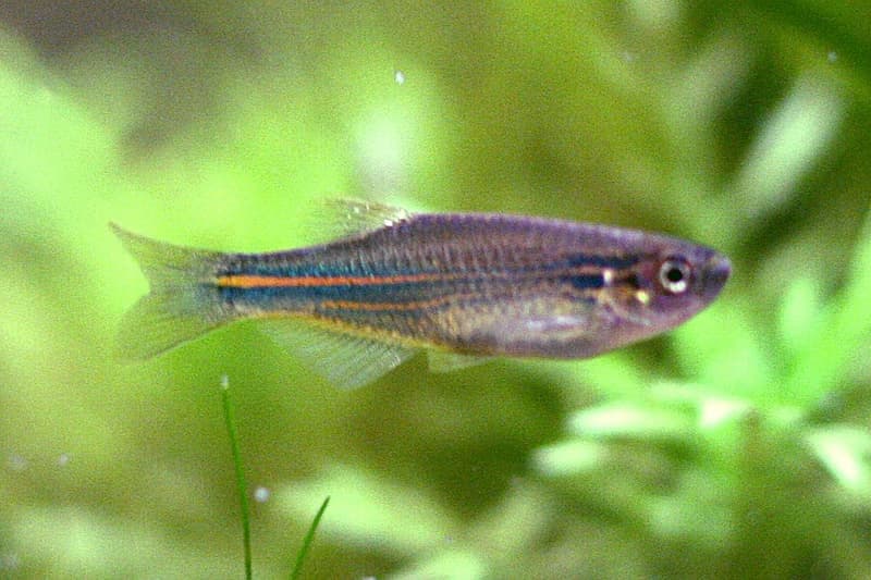 Blue Danio (Danio kerri) — photo 1 of 2