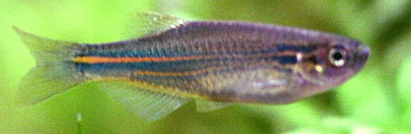 Blue Danio (Danio kerri) — photo 2 of 2